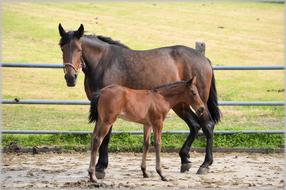 Farm Horses