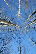 treetops under the blue sky