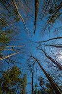 bare Trees at sky, low angle view