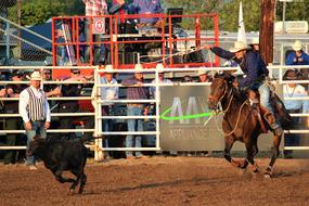 Rodeo Animals and men