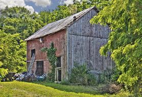 Barn and green trees