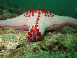 Starfish Echinoderm Sea