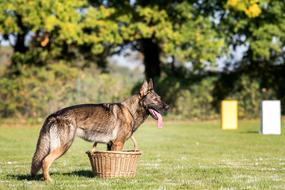 Dog German Shepherd basket garden