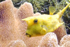 macro photo of a longhorn cowfish on a reef background