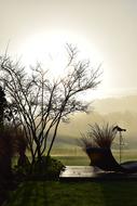 Fog Morning Sun tree