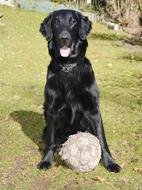 Dog Flat Black ball