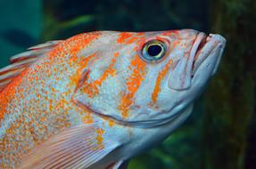 portrait of orange grey Fish Underwater