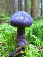 purple mushroom among green grass in the forest