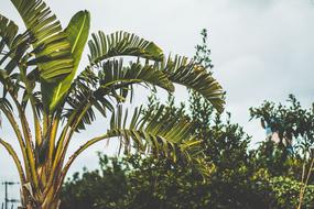 Banana tree Cloudy Skies