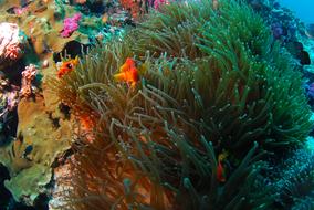 Diving Underwater Sea plant