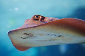 head of stingray close up