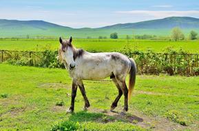 White Horses green grass