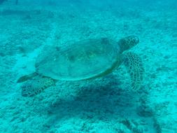 Beautiful and cute turtle swimming in the turquoise sea