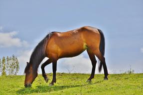 Horses Animal Mammal green grass