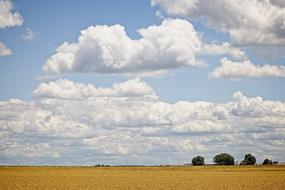 Scenery of Trees on meadow