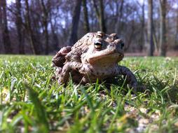 Close-up of the cute, colorful frogs on the green grass in sunlight, near the trees in France