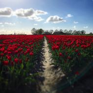 Beautiful fields of the red tulips, near the trees, in summer