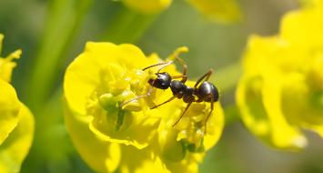 Black Ant On Cypress Spurge close-up on blurred background