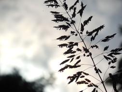 Close-up of the beautiful grass, under the cloudy sky with light
