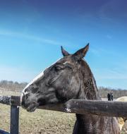 black Horse In corral on Ranch