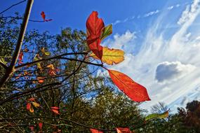 Colorful and beautiful leaves of the branches of the trees, in the autumn, at blue sky with white clouds on background