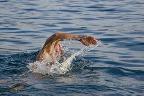 swimmer movement in the water