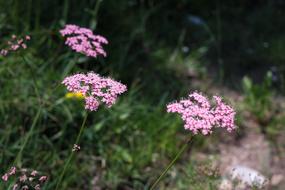 Yarrow Blossom close-up on blurred background