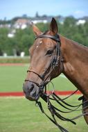 Portrait of the cute, beautiful, brown horse, on the green field, among the green trees, on the competition