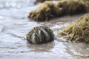 photo of prickly fish on the seashore among algae