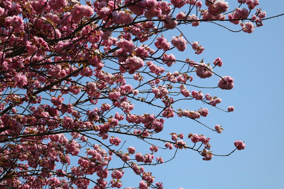 blossoming branches of cherry on a background of blue sky