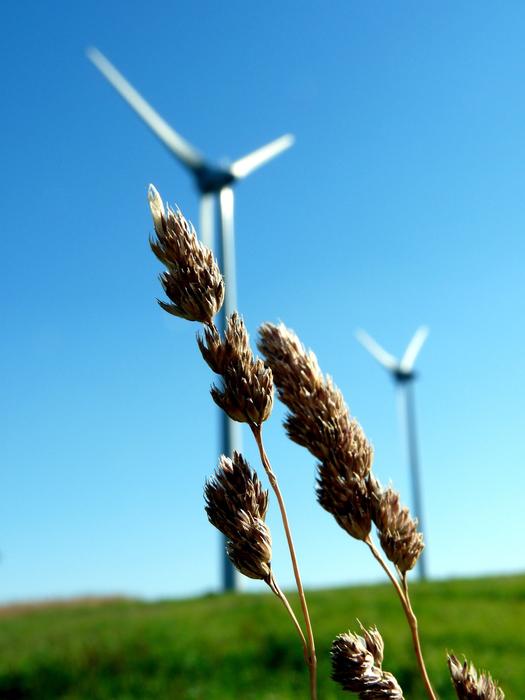 Close-up of the beautiful and colorful plant, near the windmills, on the green meadow