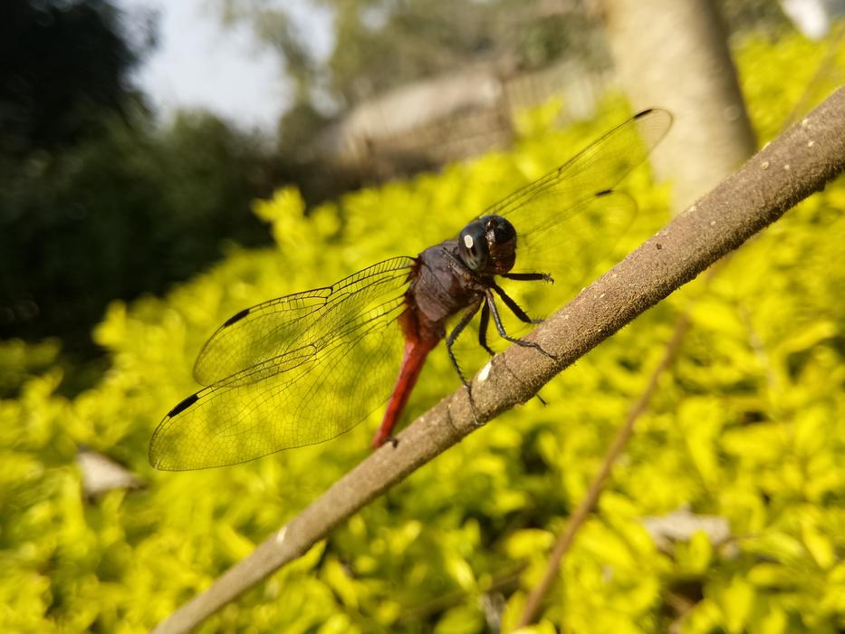 insect on yellow blurred background