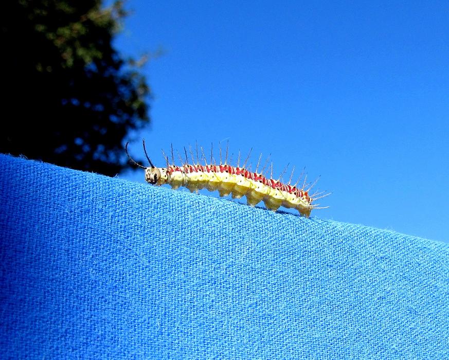 Close-up of a colorful caterpillar, on the blue surface, at beautiful, blue sky and trees on background