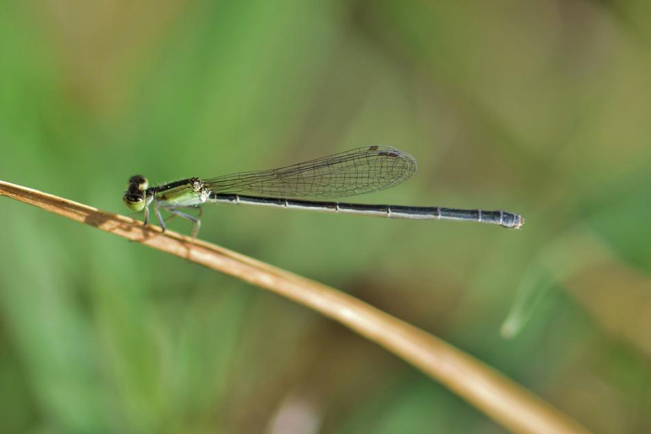Close-up of the colorful and beautiful damselfly, on the branch, at blurred background