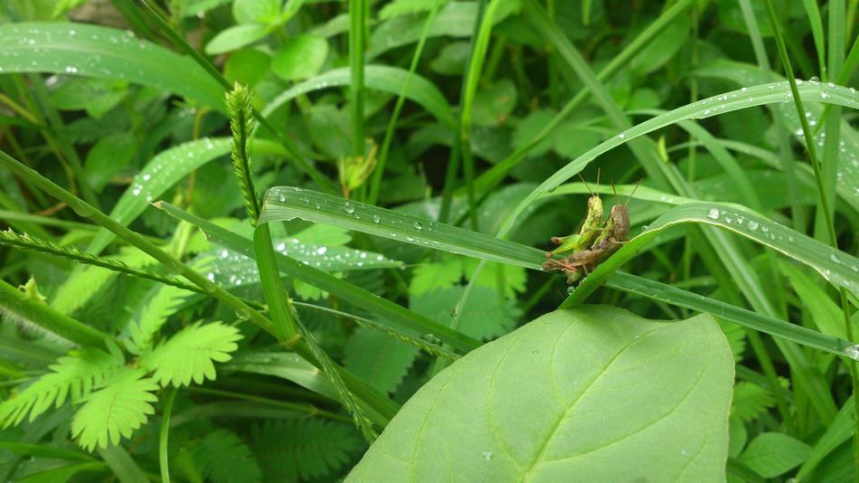 Close-up of the green grasshoppers on the green leaves with water drops