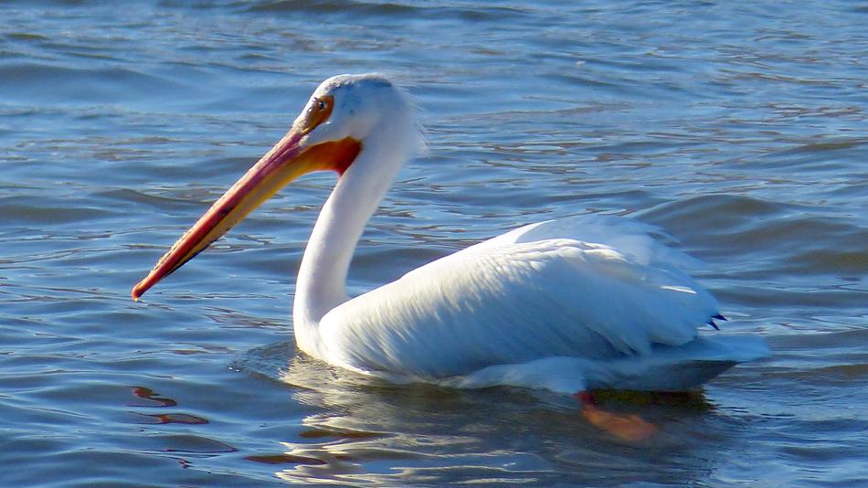 Beautiful, white pelican with orange beak on the water with ripple, in sunshine