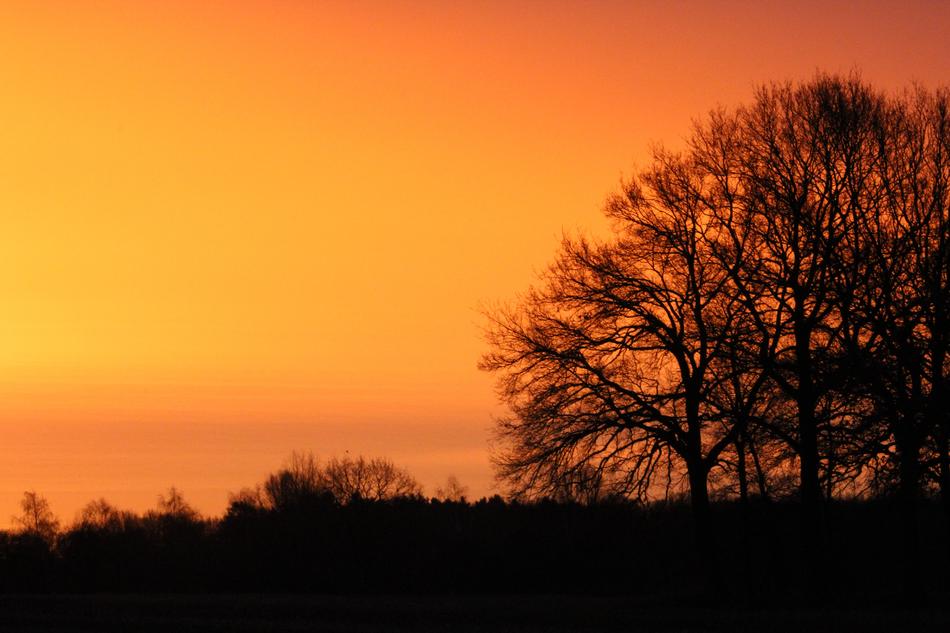 photo of dark trees against the background of orange dawn