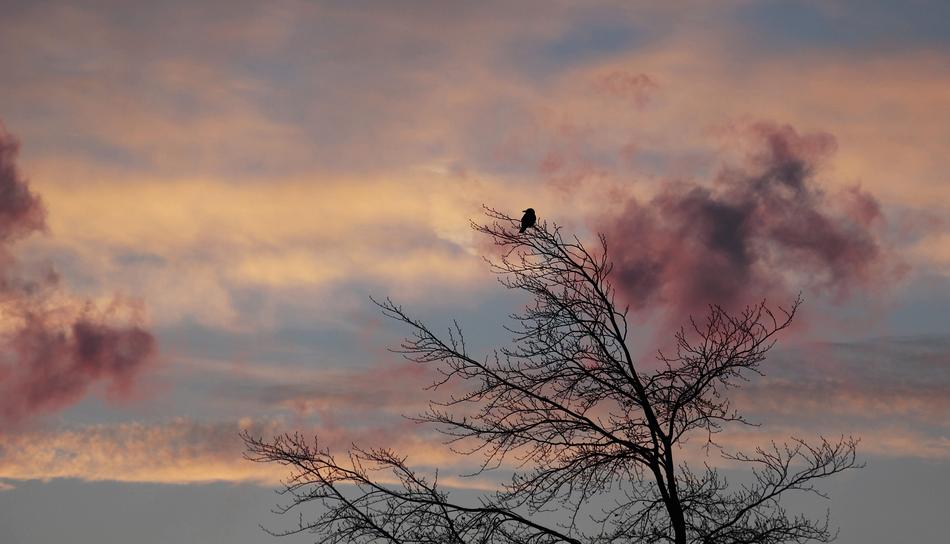Bird on bare Tree at Dawn