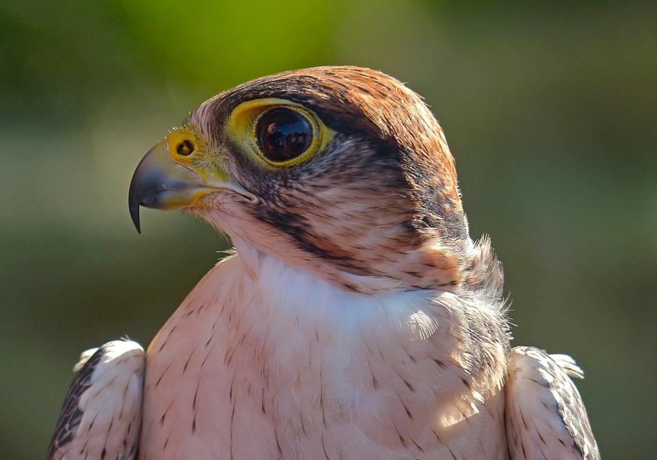 profile of a majestic predator
