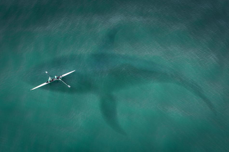whale under boat
