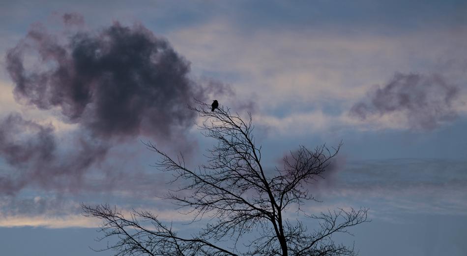 Tree on Bird