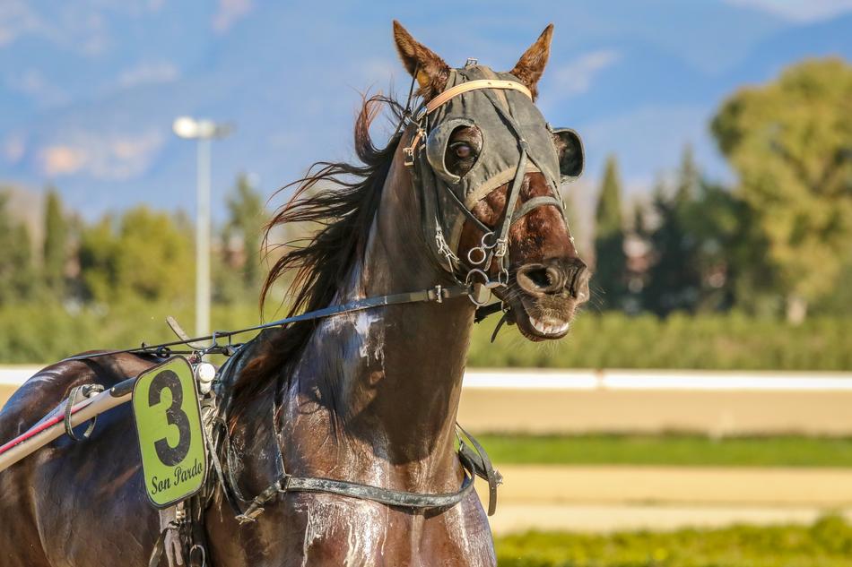 horse number 3 at the races