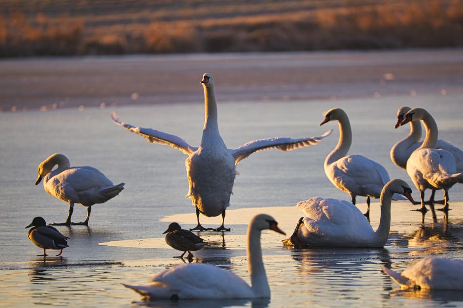 Beautiful and cute swans, dancing in the pond, in sunlight