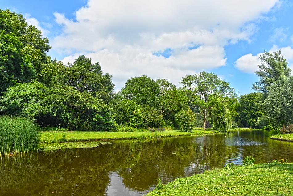 green Trees at Pond, netherlands, amsterdam