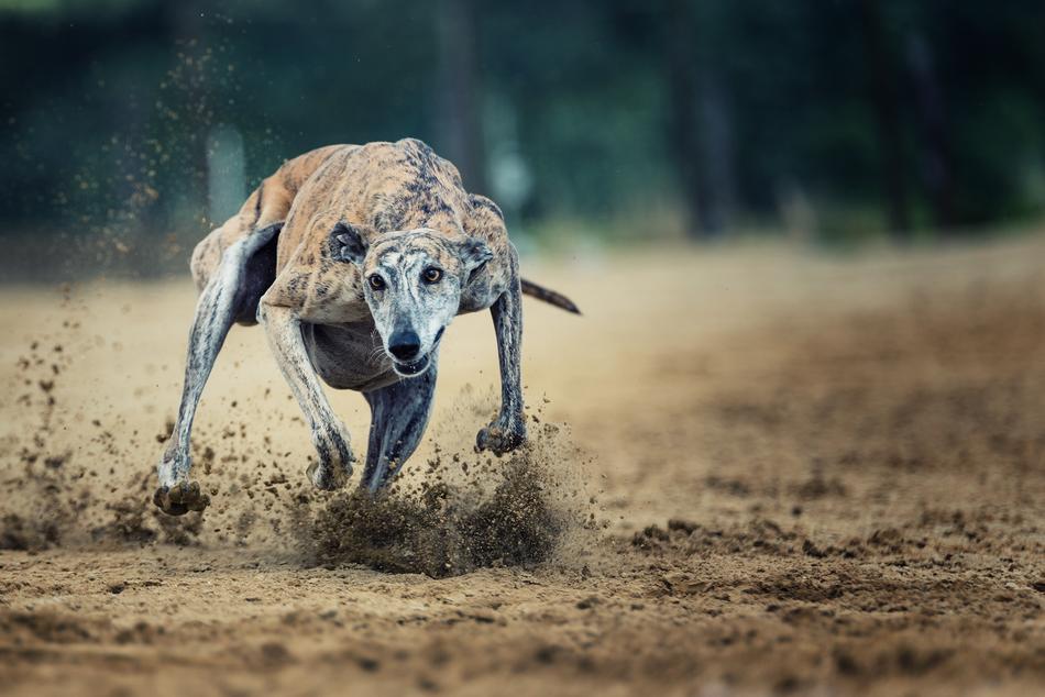 greyhound dog speeding on Racecourse on the ground