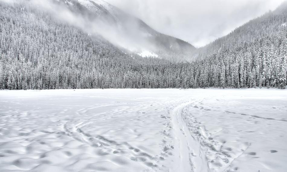ski trace to forested mountains in fog