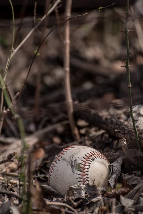 Sport Baseball in dried Leaves