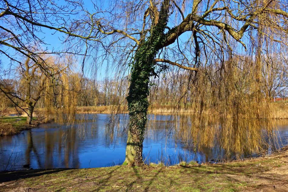 delightful Willow Tree kake