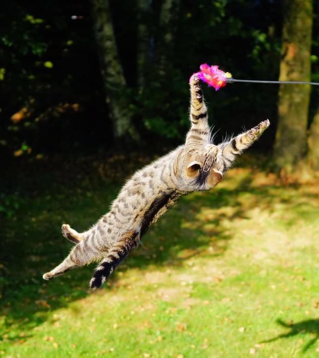 flying cat