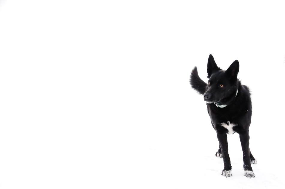 Dog Black nice